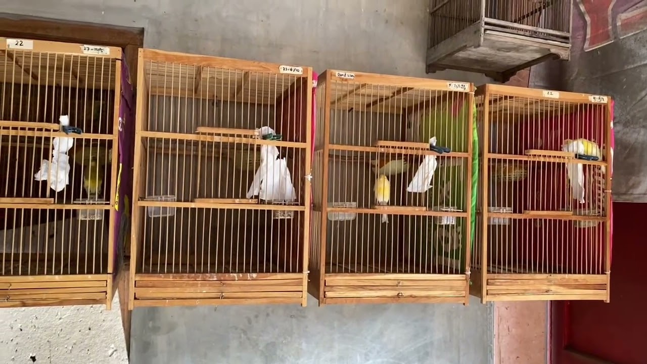 CARA MENYIAPKAN CALON INDUKAN BETINA KANDANG 