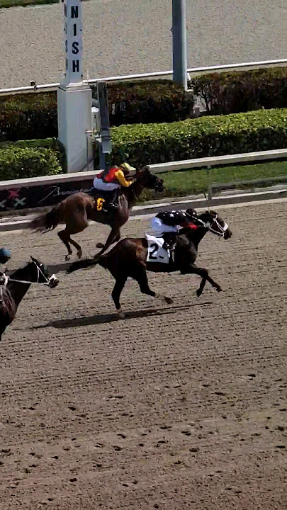 Antillean and Anthony Thomas (inside) hitting the wire first in the second race. #GulfstreamPark