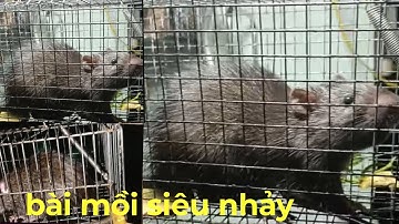 Hôm Nay Hai anh em đi bậy Chuột Cổng Nhum Bẫy dung mồi thơm và khoai lang kết hợp mồi này siêu nhảy