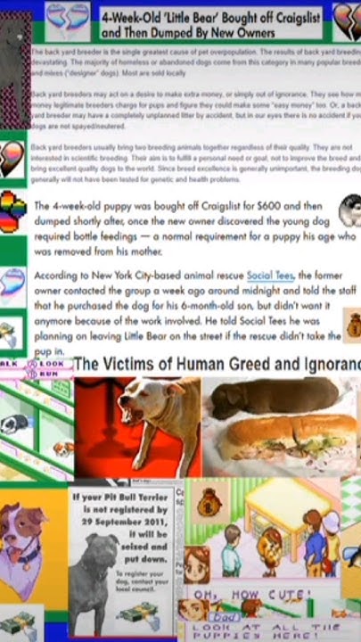 why-are-pit-bulls-the-most-euthanized-dog-breed-in-animal-shelter-s