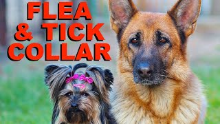 Would You Wear a Flea &amp; Tick Collar? - NOT!