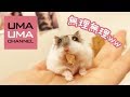 ハムスターあるある【うまる#35】Things hamster do