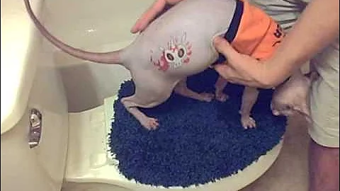 Watch the video about A Sphynx Called ButterBall - Ep 61 - New Tattoo.wmv