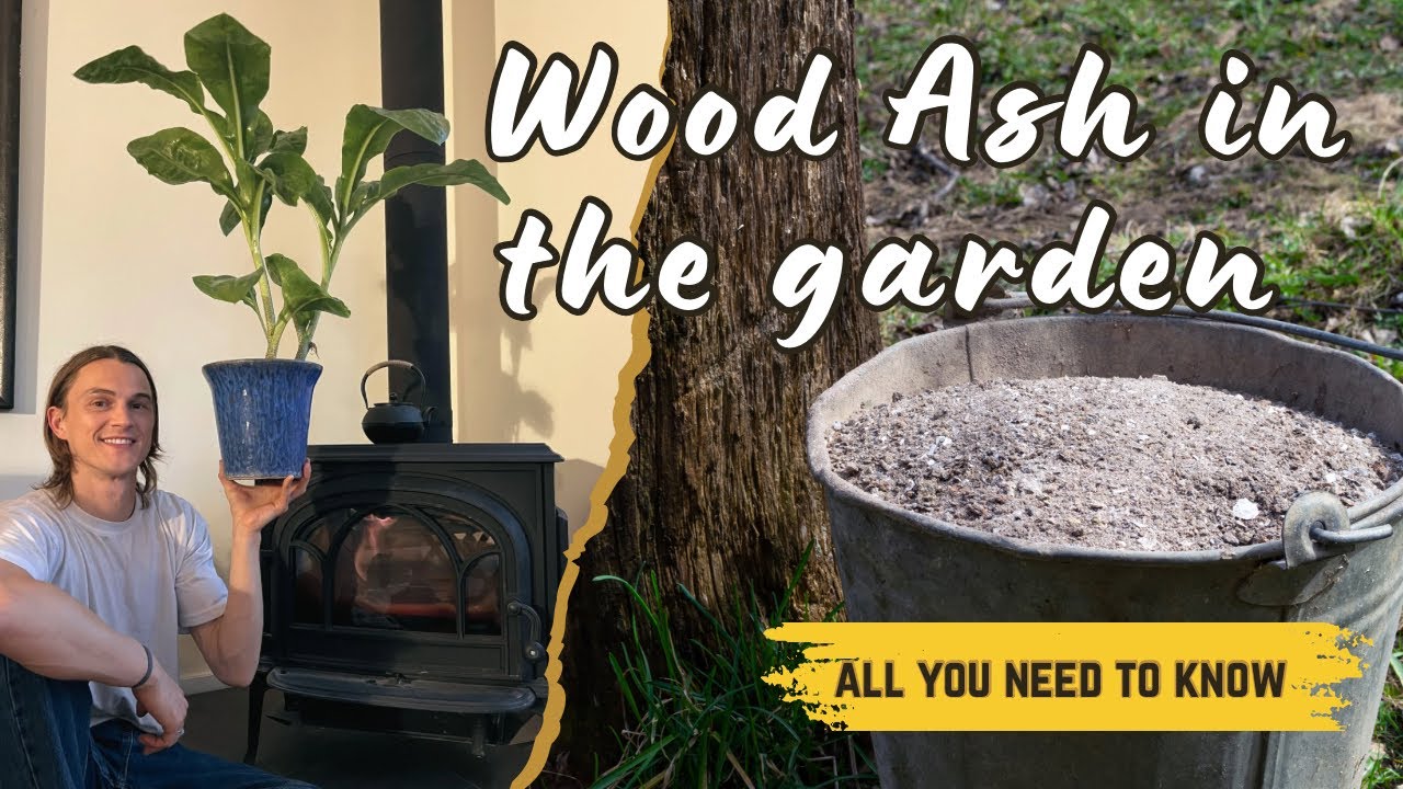 can you use cigarette ash as fertilizer Ash in the Garden: A Natural Free Fertilizer for Healthier Plants