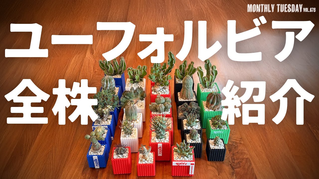 Euphorbia] A Tour of Every Euphorbia in My Collection! - YouTube