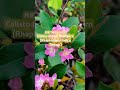 我家门前的#什么花 ?Calisto #IndianHawthorn 中文名 #大花红景天  (Rhaphiolepis indica 'Sodark’) #凯哥ai  #lovemusic