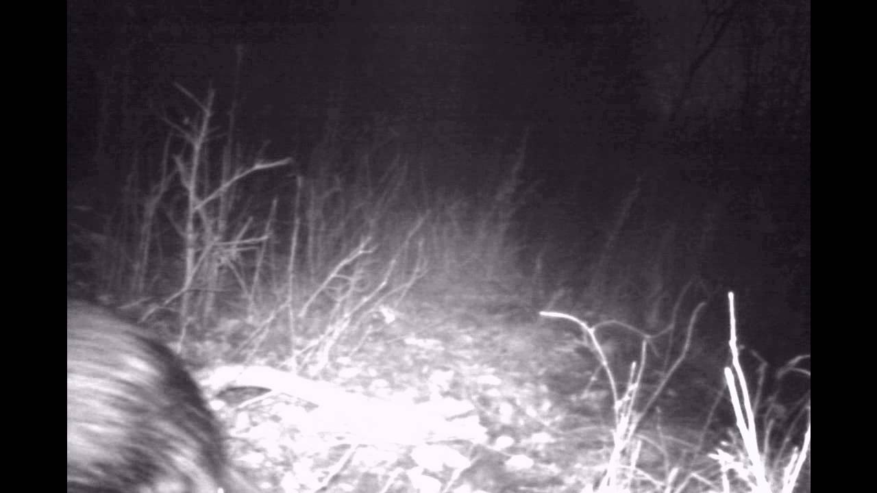 bever op cameraval / european beaver