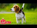 TV for Dogs 24/7: Video Endless Entertainment for Dogs to Watch Anti-Anxiety &amp; Boredom-Music for Dog