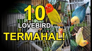 10 Lovebird Termahal di Indonesia Setelah Menang Lomba