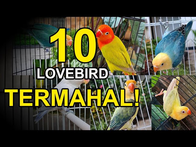 10 Lovebird Termahal di Indonesia Setelah Menang Lomba class=