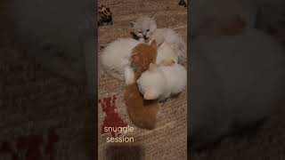 4 Week Old Kittens Snuggle Session: The Cutest Thing You&#39;ll See Today!