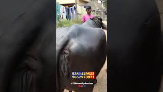 తక్కువ ధరలో ముర్రా గేదెలు #farming #dairyfarm #calfs #andhrafarmers #cow #farm #hyderabad #bullfarm