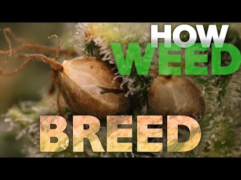 How To Breed - Complete Guide To Making Feminized Cannabis Weed x Selfie Seeds - Pollination 101