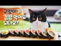 고양이가 김밥을 먹는다면? | 고양이산책