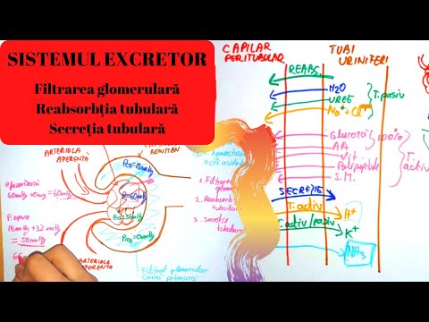 Video: Diferența Dintre Reabsorbția Tubulară și Secreția Tubulară