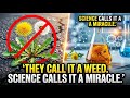 The Most Medicinally Underrated Plant in History