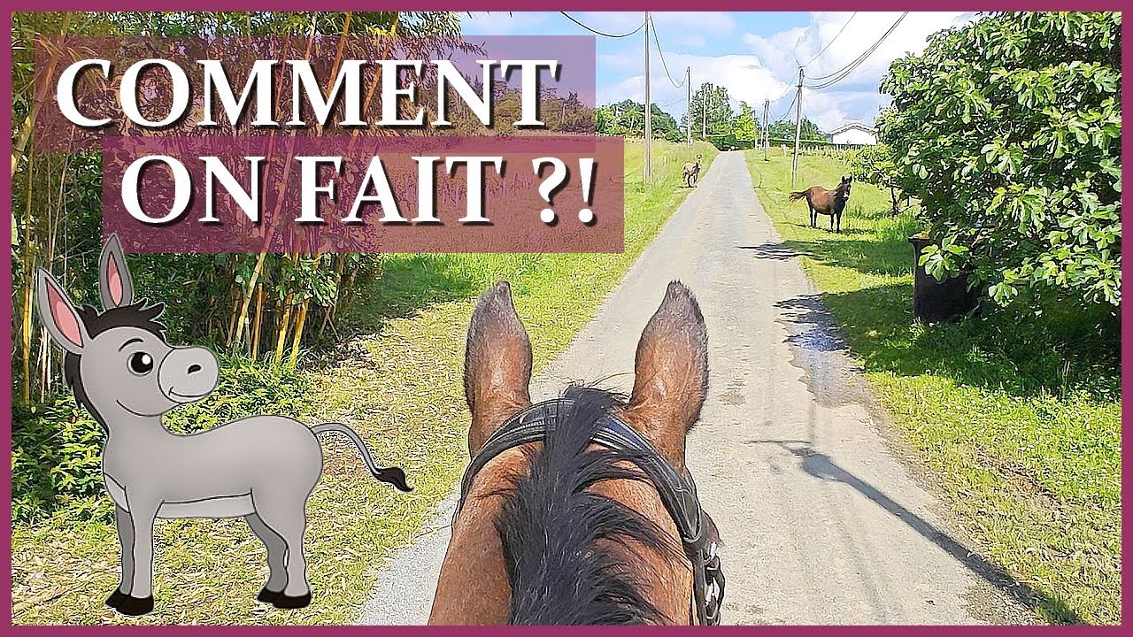EUUH ON FAIT COMMENT LA ?! 🫏😱 - Ca a vraiment mal commencé