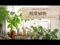 【観葉植物＊年末メンテナンス】くるちゃんの2021年冬ルームツアー