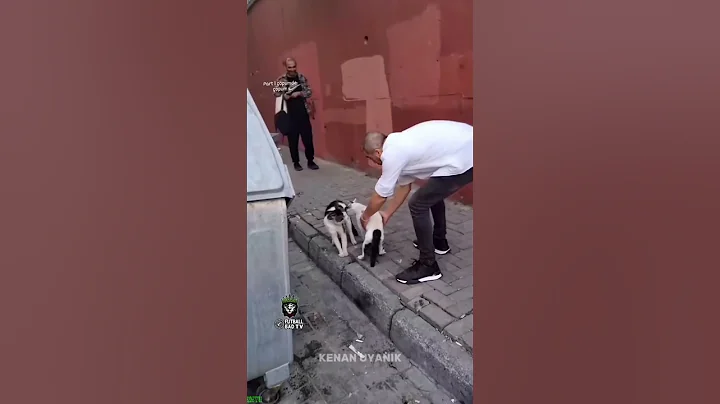 Watch the video about Cute Cats 😻 funny cats talking 🐈‍⬛ # Part 3493