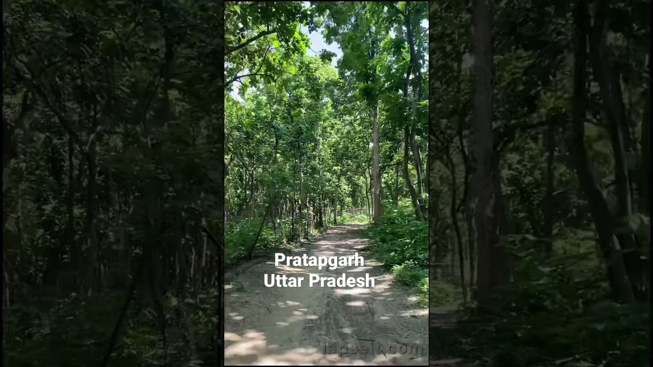Pratapgarh | Uttar Pradesh | Forest | Sai Nadi | 2021 | Nature