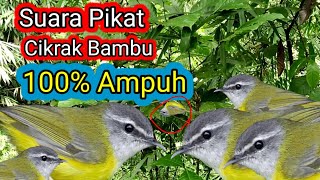 Suara Pikat Burung Cikrak Bambu Ribut ||| 💯% Ampuh 1 Menit Pasti Respon