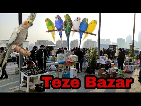 Video: Tutuquşular parakeletlərlə eynidirmi?