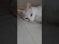 今のシロ。 #保護猫 #猫 #猫のいる暮らし