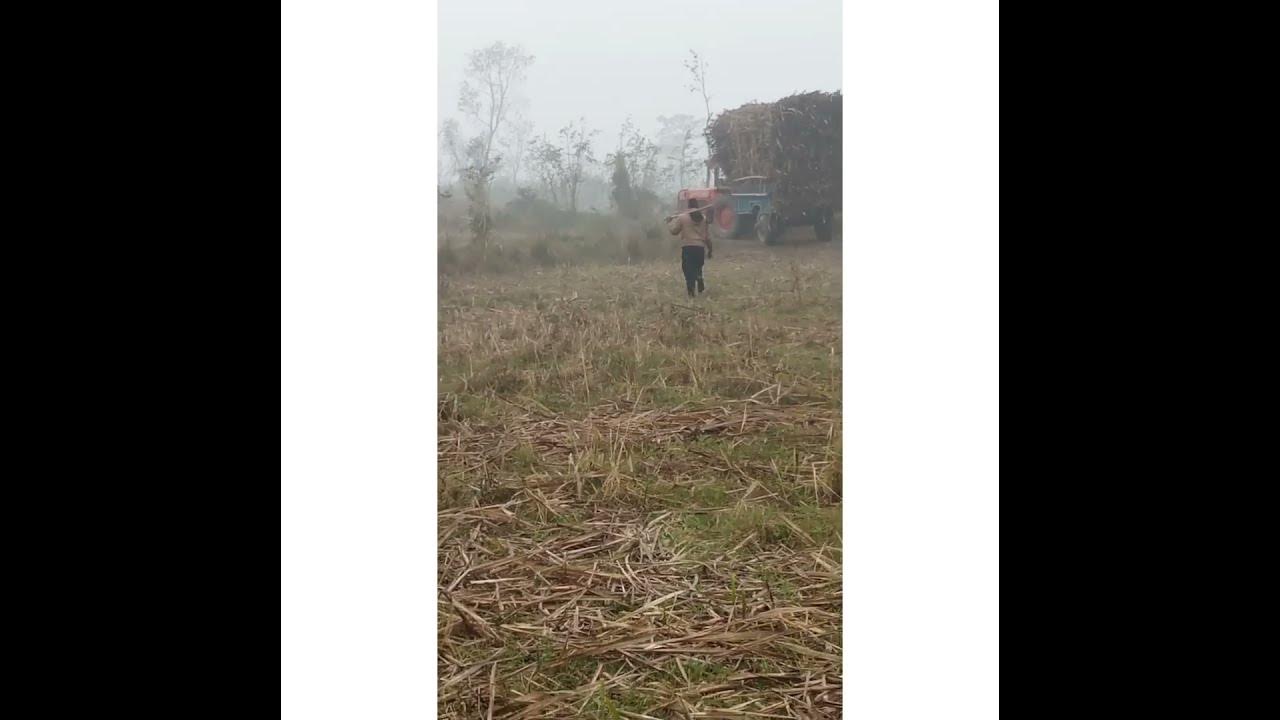 sandar ganna loading tractor #viralvideo #trending #trendingshorts