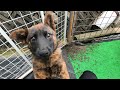 犬小屋に慣れた子犬のとある朝　Japanese kai dog
