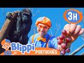 Blippi Visita Animais no Zoológico! | 3 HORAS DE BLIPPI! | Blippi em Português | Vídeos Educativos