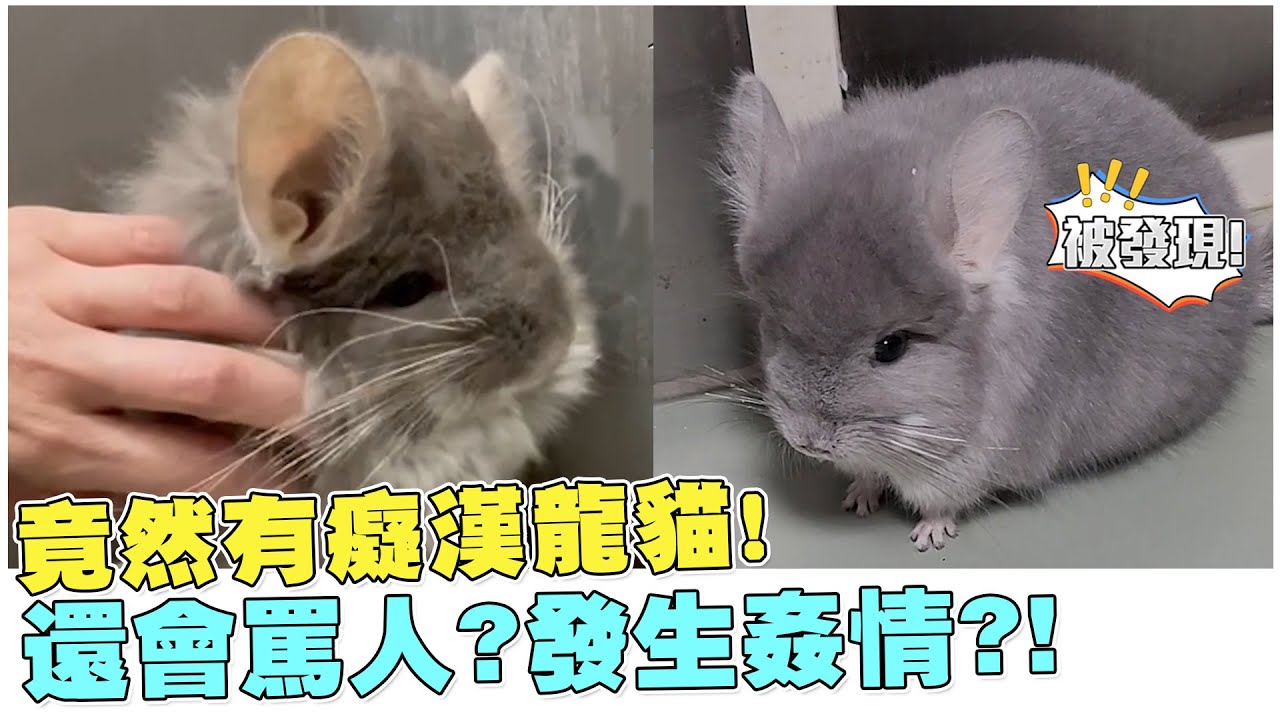 《毛孩vlog》龍貓罵人聲音超可愛!?洗沙子澡?!龍貓的超療癒行為En_sub【電癮好選喆Top movie picks】