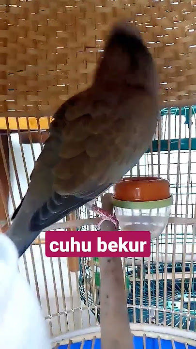 SUARA BURUNG CUHU PERSILANGAN TEKUKUR X PUTER