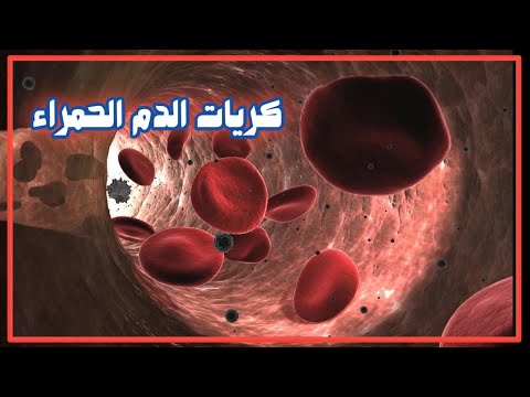 ما هي كريات الدم الحمراء . وما وظائفها ؟