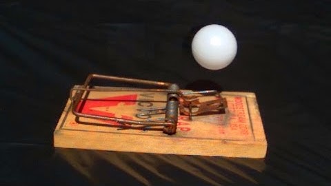 Rat Trap vs Ping Pong Ball at 5,000 fps - Slow Mo Lab