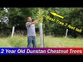 2 Year old Dunstan Chestnut Trees - Seedlings planted in 2017