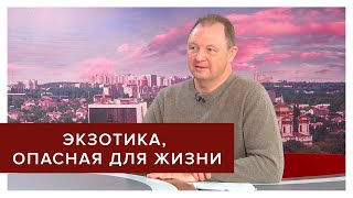 Как не стать жертвой  вредителей фруктов?