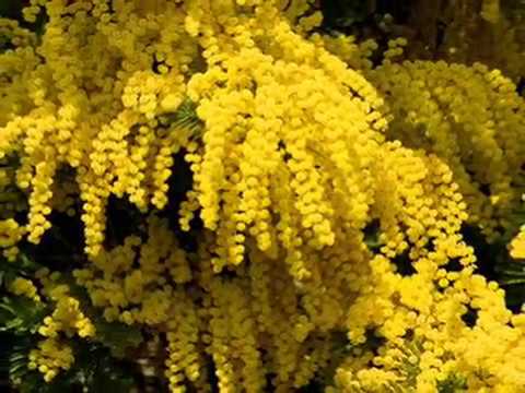 M I M O S A F L O W E R Youtube