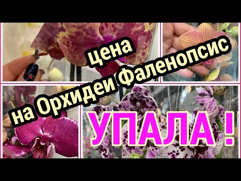 ЦЕНА на Орхидеи Фаленопсис УПАЛА…Первый ОРХИДНЫЙ ОБЗОР в 2024 году и тут такое!!!