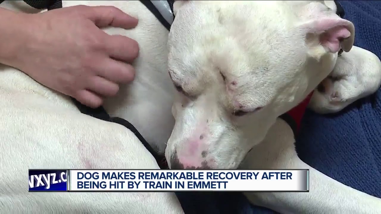 Dog makes remarkable recovery after being hit by train in Michigan ...