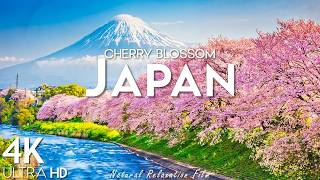 Spring Japan 4K UHD 🌸 Cherry Blossom Japan, Scenic Relaxation Film With Calming Music 🌸 screenshot 2