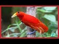 Beautiful exotic birds with relaxing music and bird sounds relax music cananda