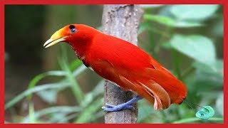 Beautiful Exotic Birds with Relaxing Music and Bird Sounds #relax #music #cananda