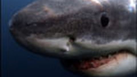 Survival Guide: Shark Attack | National Geographic