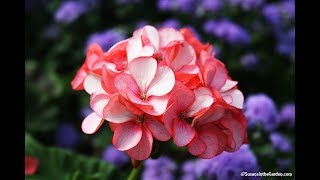 How to Propagate Geraniums