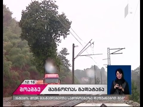 აჭარიდან გურიაში ხეების გადარგვის პროცესი გრძელდება