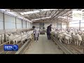 Llevage de moutons augmente les revenus des villageois dans le shanxi