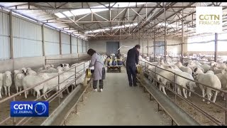 L'élevage de moutons augmente les revenus des villageois dans le Shanxi