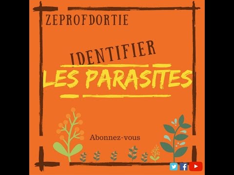 Vidéo: Comment lutter contre les parasites des pensées : en savoir plus sur les parasites courants des plantes pensées