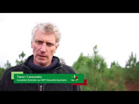 Vidéo: Système racinaire des pins. Caractéristiques des conifères