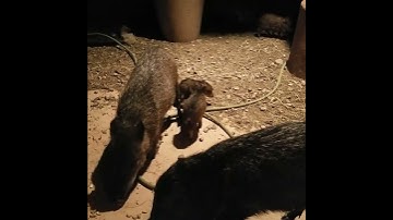 BABY Piglet Javelina Wild Pig Eating - Arizona Desert Wildlife Caught Phone Cam Video Camera #shorts